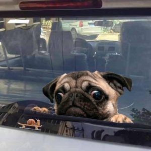 3D pug looking snail car window car sticker